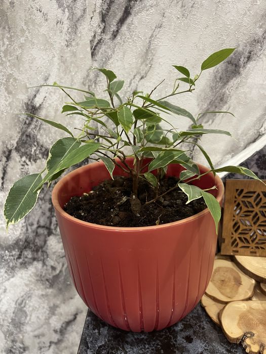 Фикус Бенджамина .