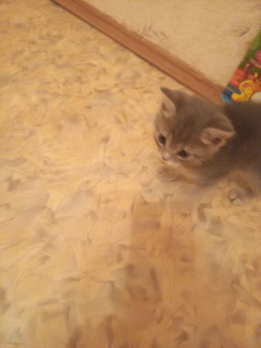 Вислоухий котёнок 1 месяц