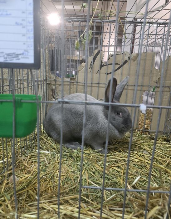 Vand iepuri secuiesc salander albastru!