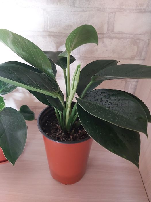 Комнатные цветы Аглаонема филодендрон Бирки