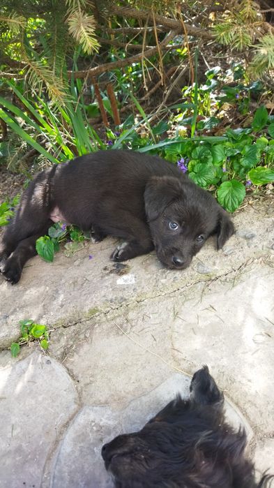 Щенки 4 девочки, 3 мальчика