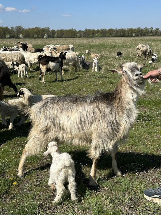 Capre cu iezi de vanzare