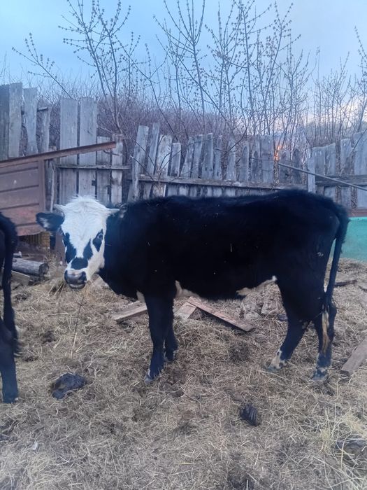 Продам 3 телок от молочных коров