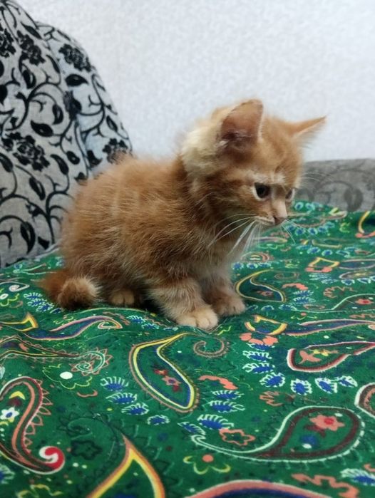 Срочно в добрые руки