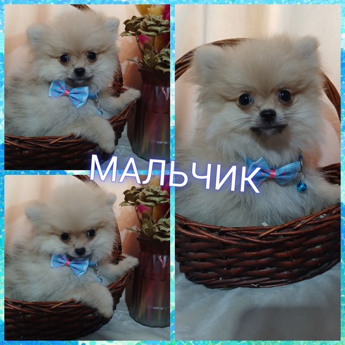 Прекрасные мини щенки померанского шпица. Доставка по РК. Цены 130 000