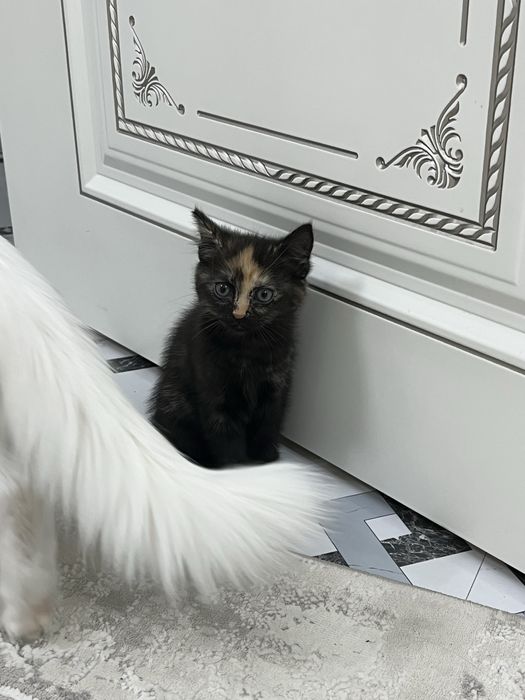 котята 2 месяца метисы