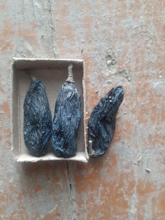 Gigant (sirliboy navli) uzum (mayiz) bog‘(tok) kuchatlari