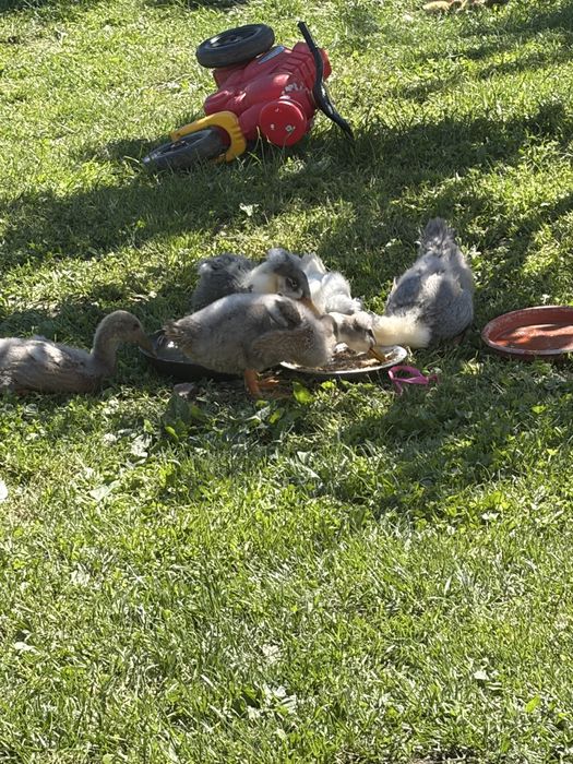 Vand boboci de rata , 3 boboci motati si 2 alergatori