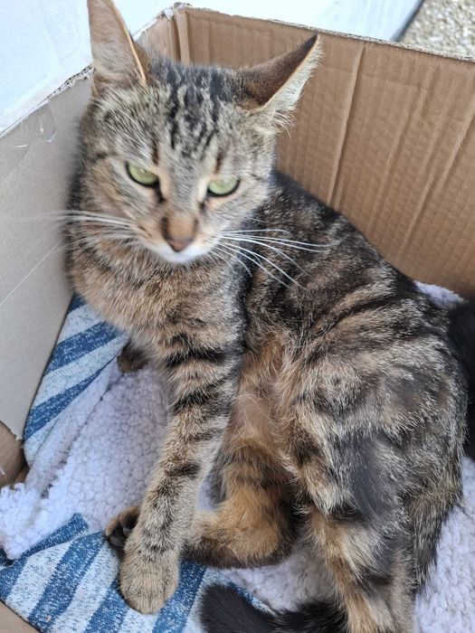 4 pui de pisica născuți de Paște – pentru adopție