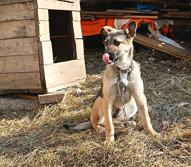 Отдам в добрые руки