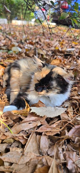 Котка на 3 месеца