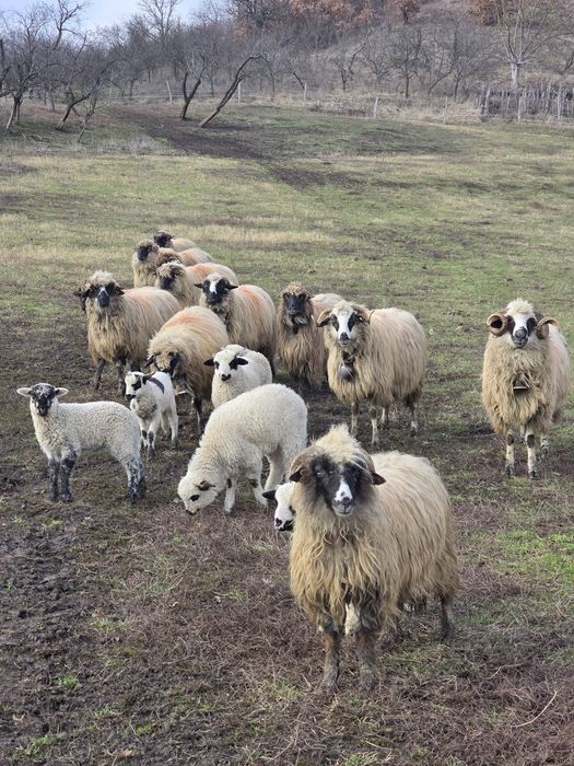 Vand 12 oi tinere cu miei