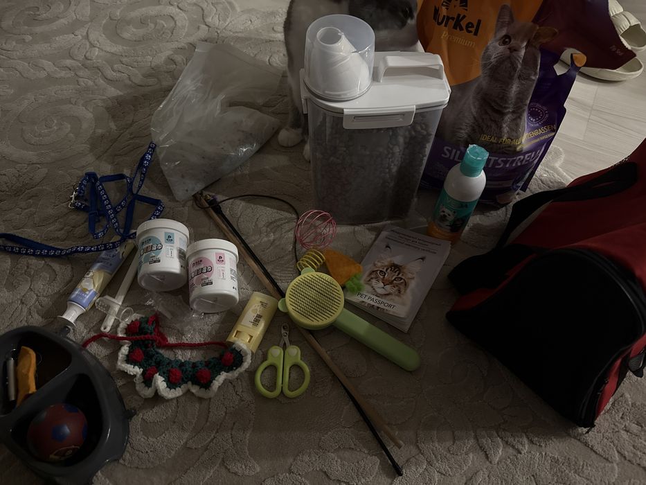 Кошка по имени Лео