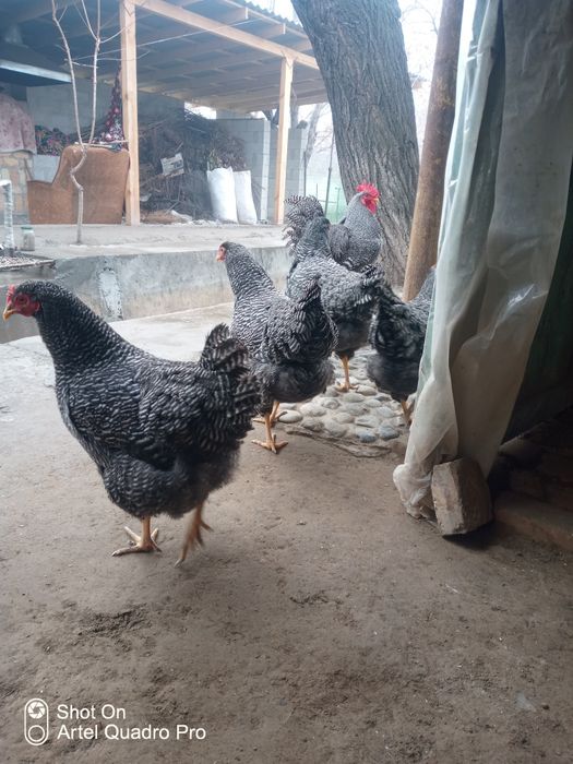 Parranda Plomotrok zotli