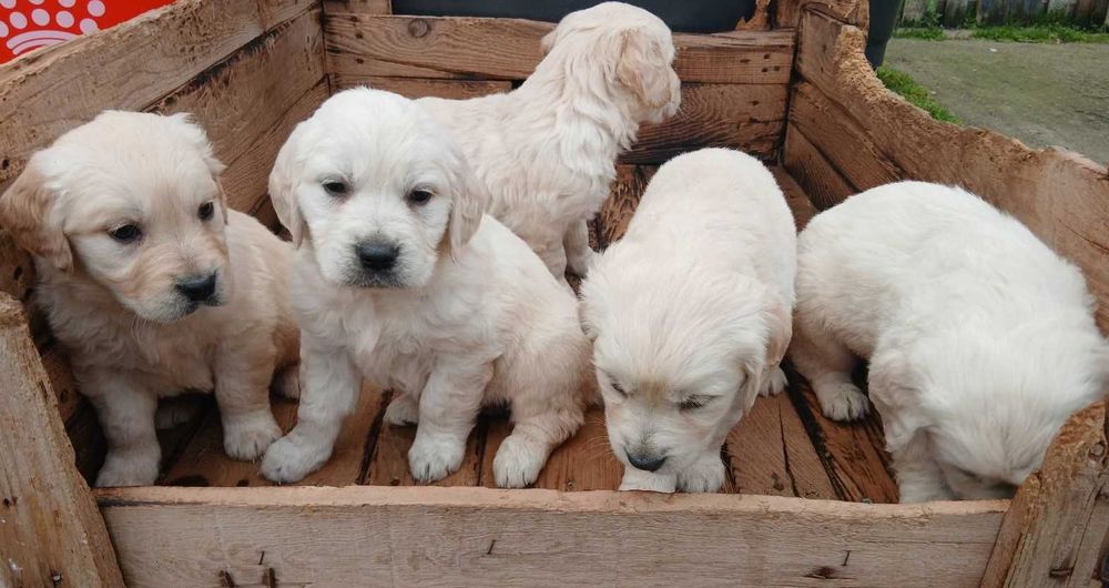 Голдън ретривър мъжки и женски