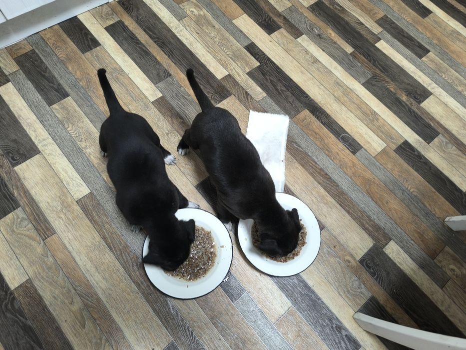 Отдам собак бесплатно