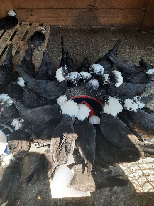 Vând pui moțată olandeză