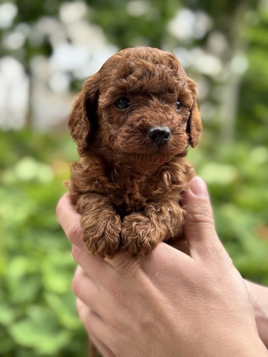 Той пудел Toy Poodle