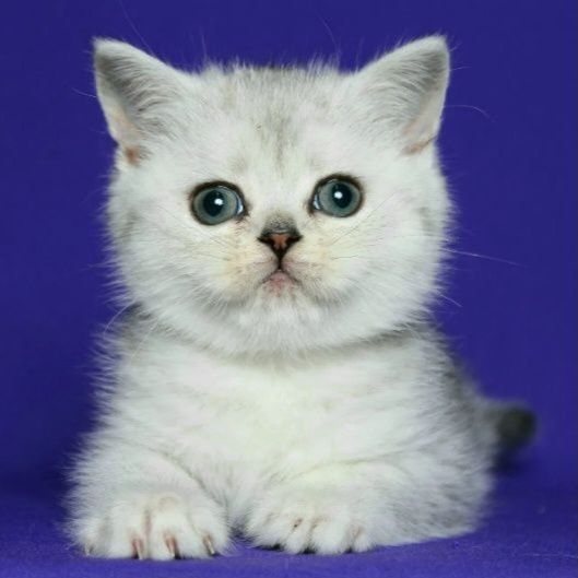 Очаровательная аллиментная девочка скотишстрайт, серебристая табби,