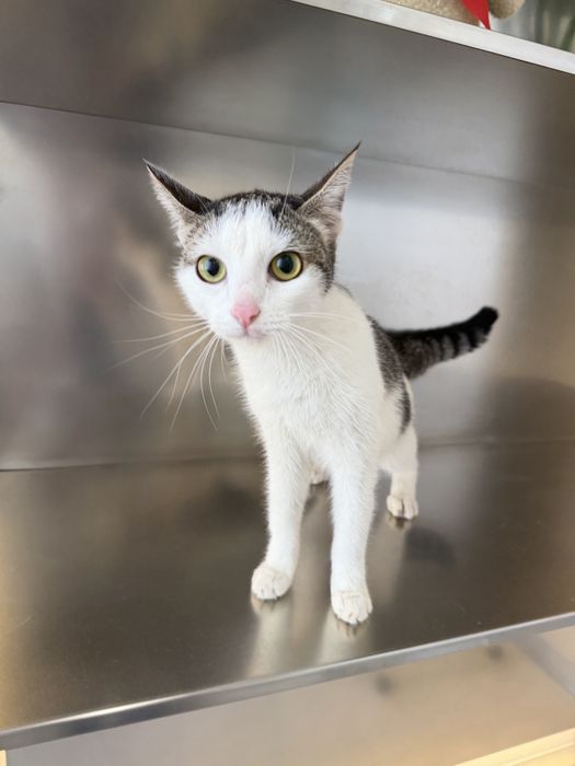 Котенок ЛАЙМА ищет семью. Стерилизована