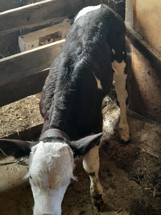 Vând vitea de lapte, are 3 săptămâni, mai multe detalii la telefon nr:0749830632