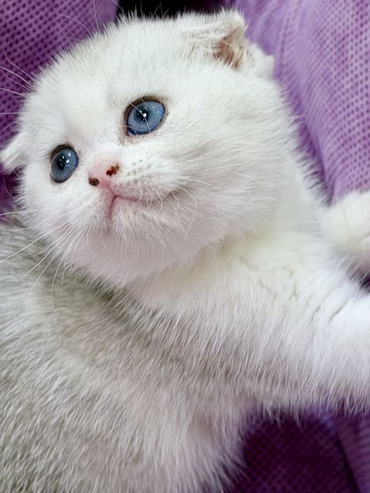 Шотланский Скоттиш Фолд! Шиншилла Серебро!