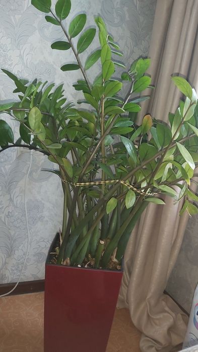 Цветы комнатные в горшке