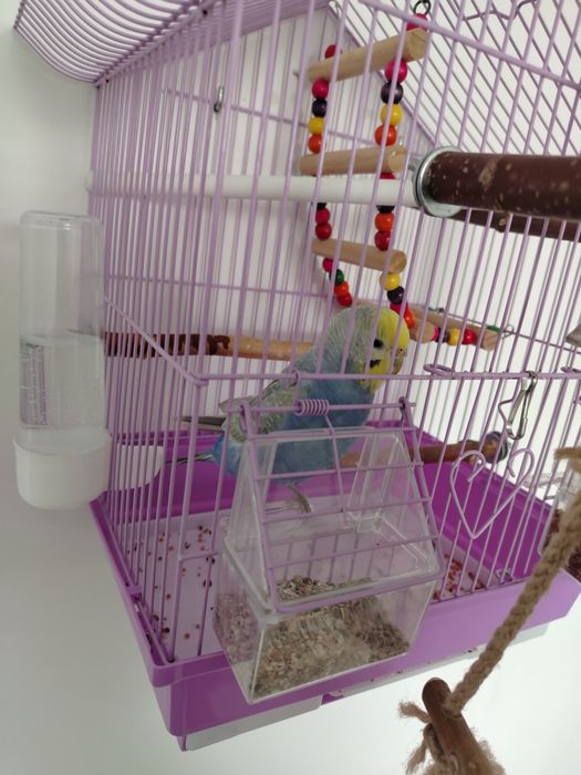 Продам волнистого попугая с клеткой