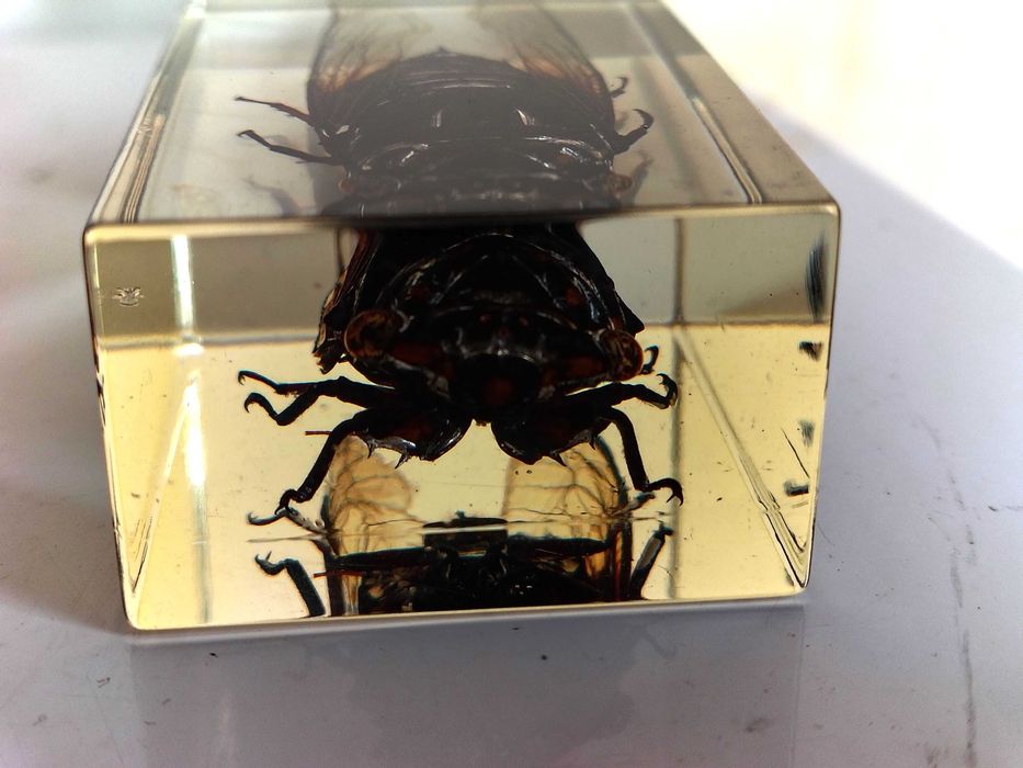 Страхотна Колекция Хербарий От Буболечки,Насекоми