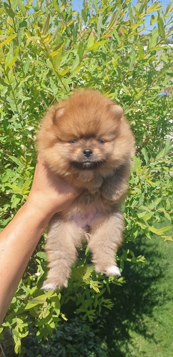 Померам Мини мини