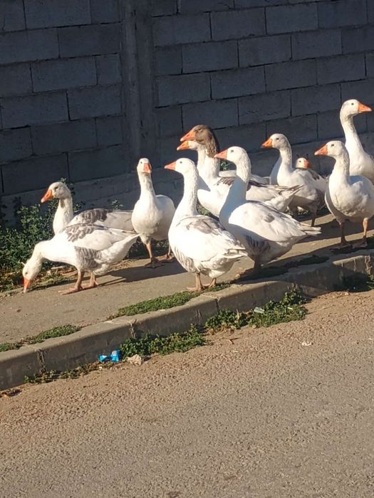 Vând gâște preț de la 150 lei