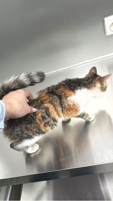 Котенок ищет дом