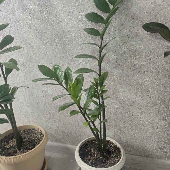 Срочно продам комнатные цветы