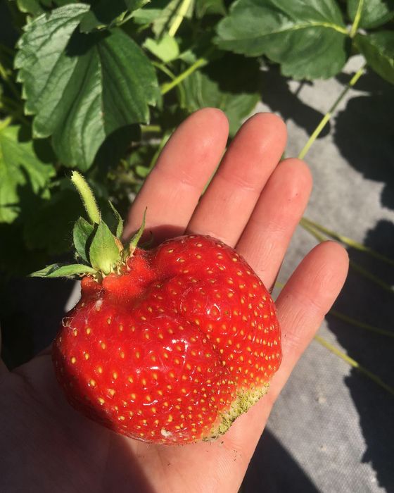 Продам рассаду клубники садовой