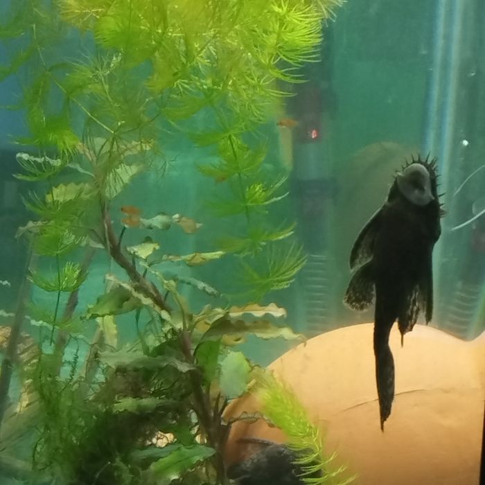 Анцитрус самец взрослые