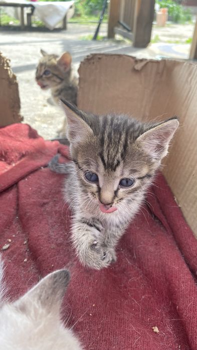 Отдам милых котят