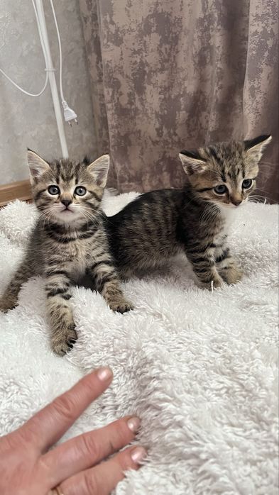 Отдам котят мальчиков