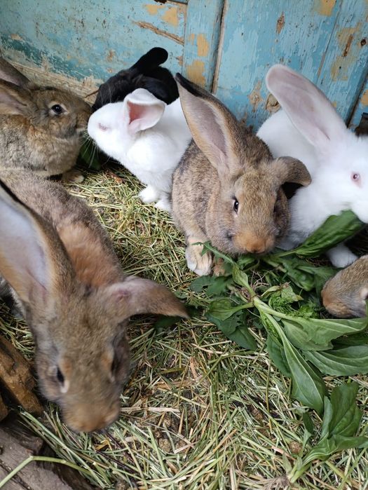 Продам крольчат-великанов 2,5 мес