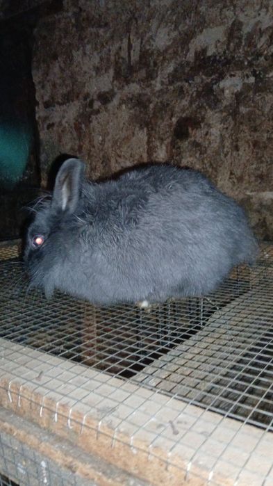 Disponibili iepuri diverse rase