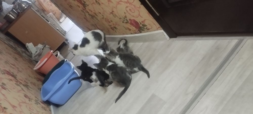 Отдам даром даром катят