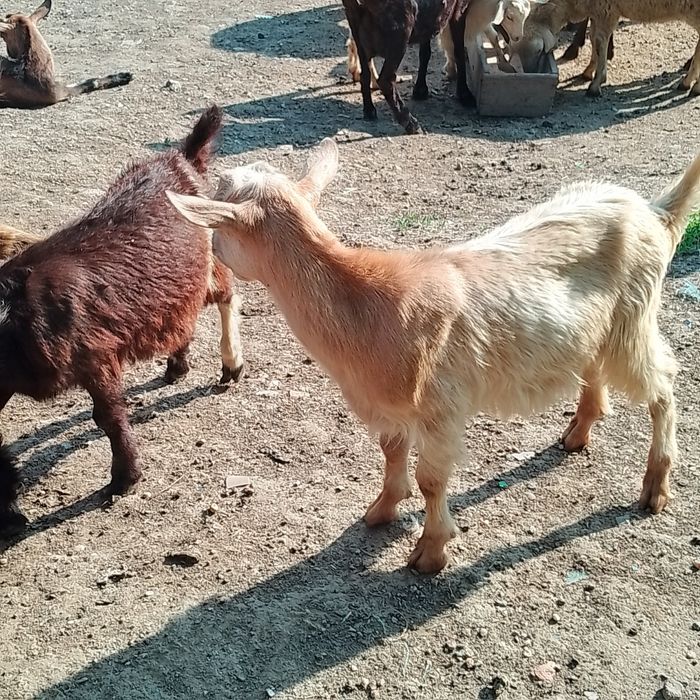Vând capre , oi și tapi