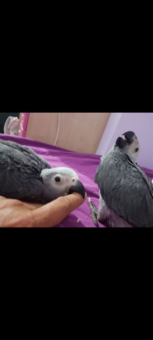 Vand pui Papagal jako