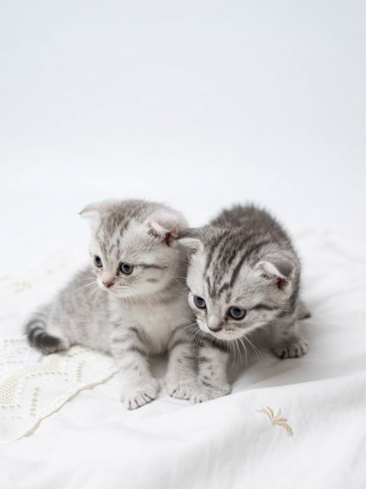 продам шотланских котят