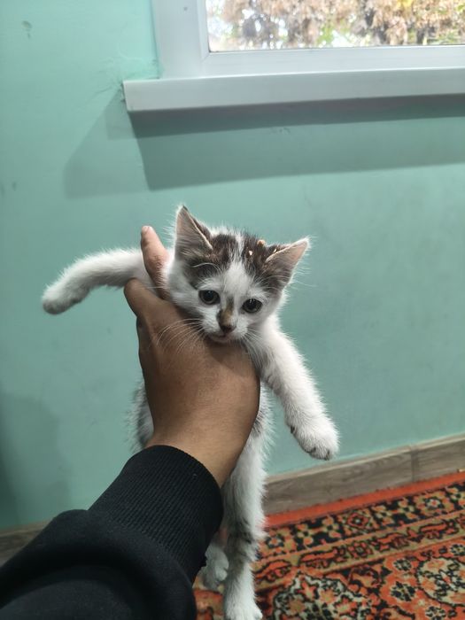 Котёнок (девочка)