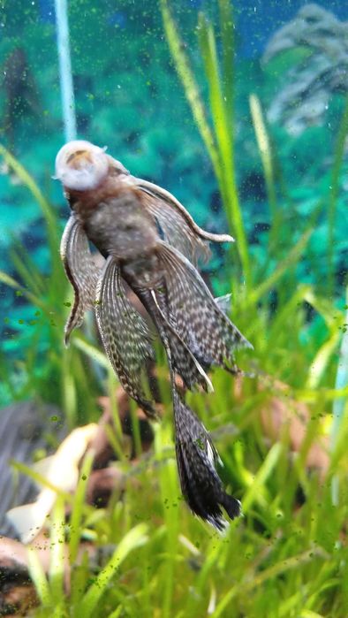 Подростки анциструсов