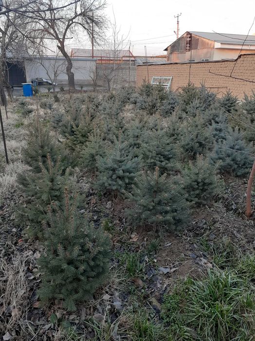 Goluboy archala sotiladi 30sm-150sm