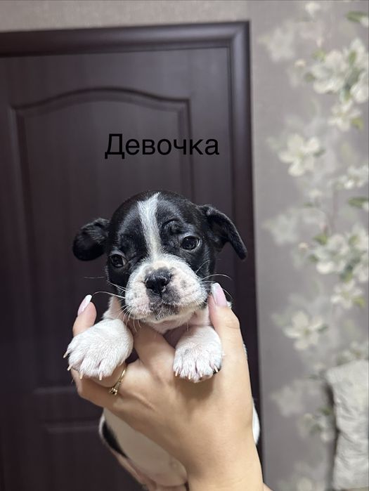 Щенки французкий бульдог