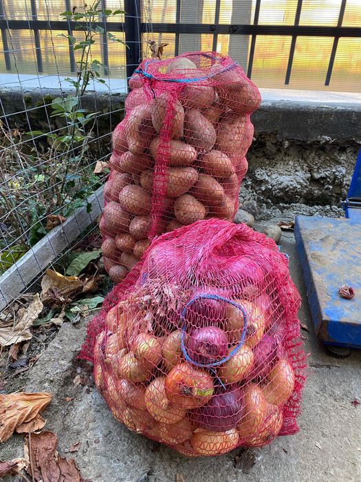 Cartofi de RÂȘCA la domiciliu albi/roșii