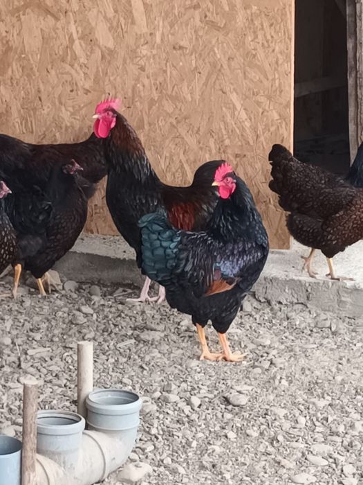 Cocosi Barnevelder