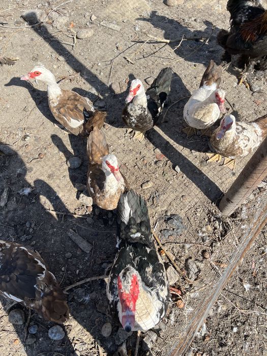 Индаутка  7 штук